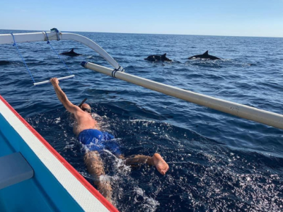 Swimming With Dolphins