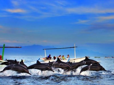 Wisata Watching Dolphin